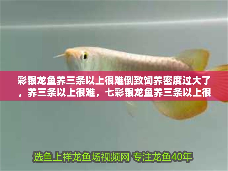 彩銀龍魚養三條以上很難倒致飼養密度過大了，養三條以上很難，七彩銀龍魚養三條以上很難倒致飼養密度過大了，養三條以上很難