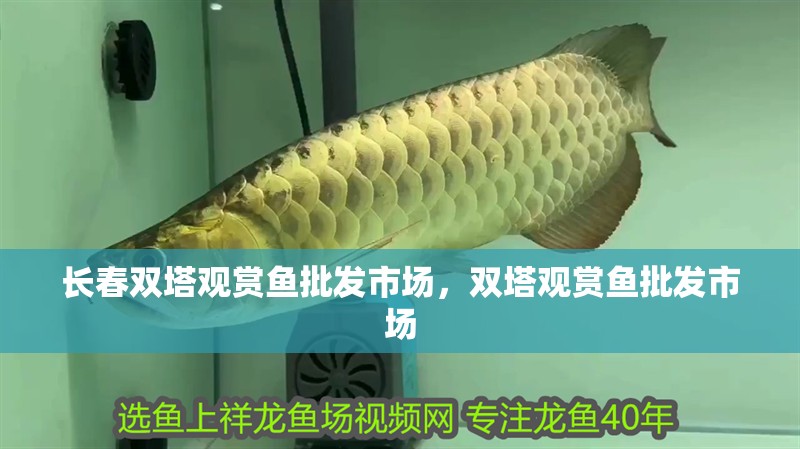 長春雙塔觀賞魚批發(fā)市場，雙塔觀賞魚批發(fā)市場