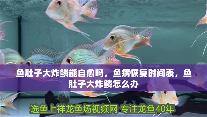 魚肚子大炸鱗能自愈嗎，魚病恢復(fù)時間表，魚肚子大炸鱗怎么辦