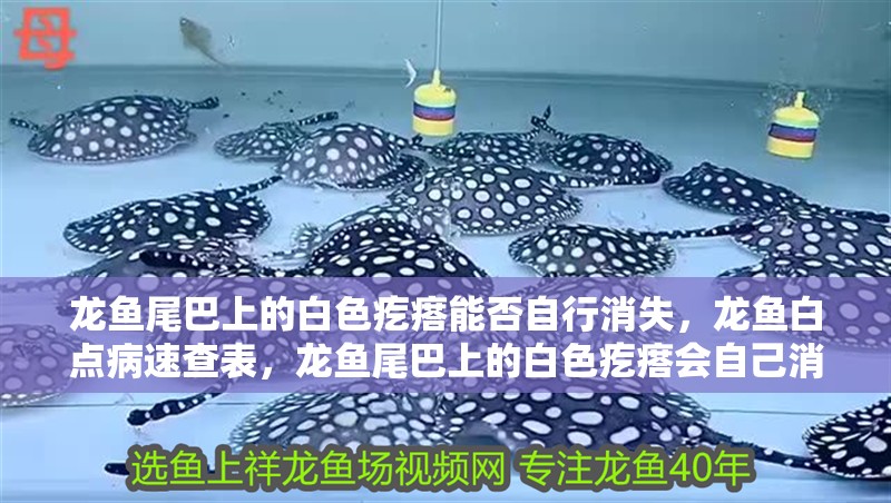 龍魚尾巴上的白色疙瘩能否自行消失，龍魚白點病速查表，龍魚尾巴上的白色疙瘩會自己消失嗎