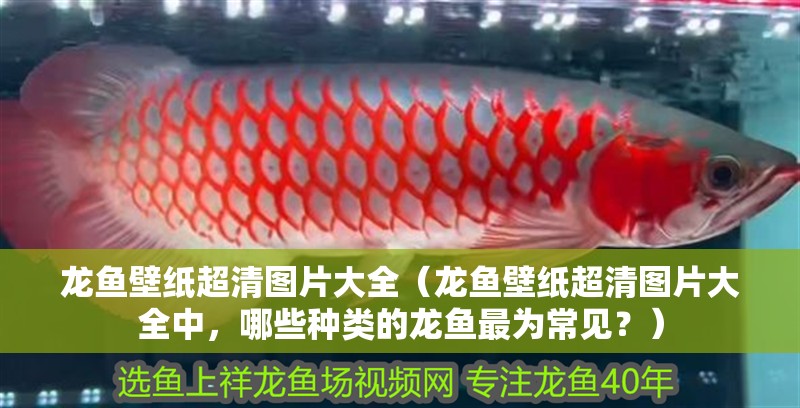 龍魚壁紙超清圖片大全（龍魚壁紙超清圖片大全中，哪些種類的龍魚最為常見？）