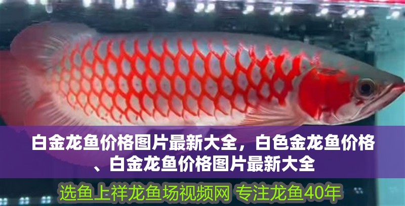 白金龍魚價格圖片最新大全，白色金龍魚價格、白金龍魚價格圖片最新大全