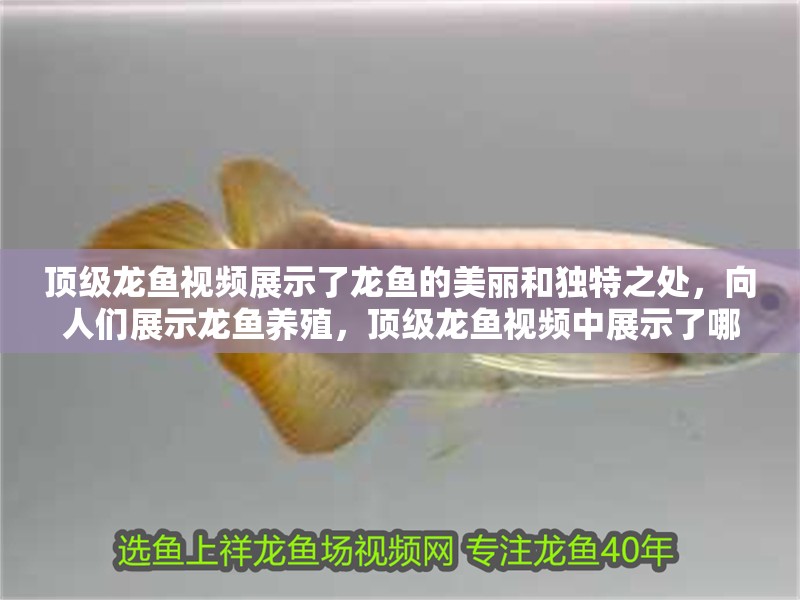 頂級龍魚視頻展示了龍魚的美麗和獨特之處，向人們展示龍魚養(yǎng)殖，頂級龍魚視頻中展示了哪些種類的龍魚