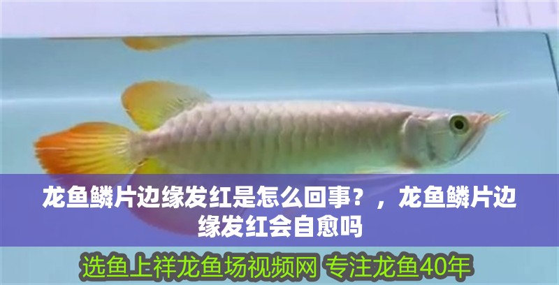 龍魚鱗片邊緣發(fā)紅是怎么回事？，龍魚鱗片邊緣發(fā)紅會自愈嗎