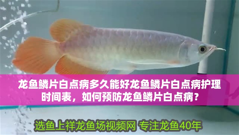 龍魚鱗片白點(diǎn)病多久能好龍魚鱗片白點(diǎn)病護(hù)理時間表，如何預(yù)防龍魚鱗片白點(diǎn)病？