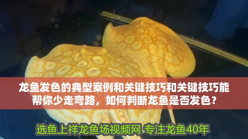 龍魚發色的典型案例和關鍵技巧和關鍵技巧能幫你少走彎路，如何判斷龍魚是否發色？