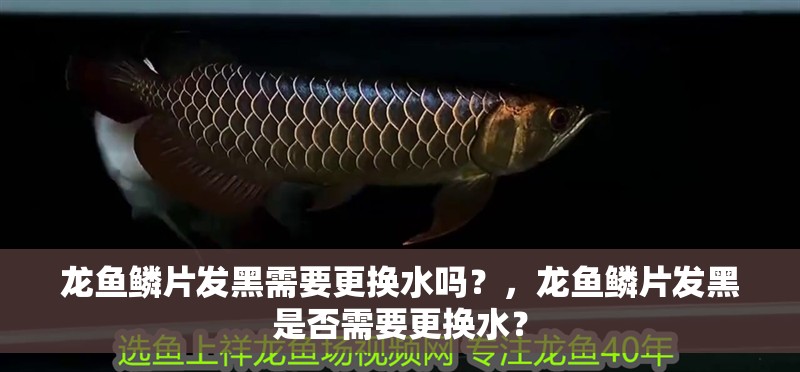 龍魚鱗片發黑需要更換水嗎？，龍魚鱗片發黑是否需要更換水？