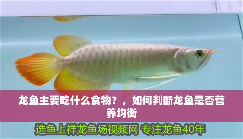 龍魚主要吃什么食物？，如何判斷龍魚是否營養均衡 龍魚主要吃什么食物？，如何判斷龍魚是否營養均衡 龍魚百科 第2張