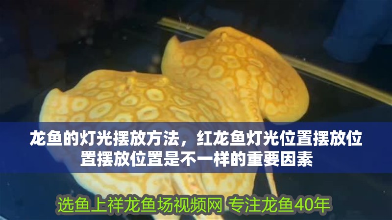龍魚的燈光擺放方法，紅龍魚燈光位置擺放位置擺放位置是不一樣的重要因素 龍魚的燈光擺放方法，紅龍魚燈光位置擺放位置擺放位置是不一樣的重要因素 觀賞魚百科 第4張