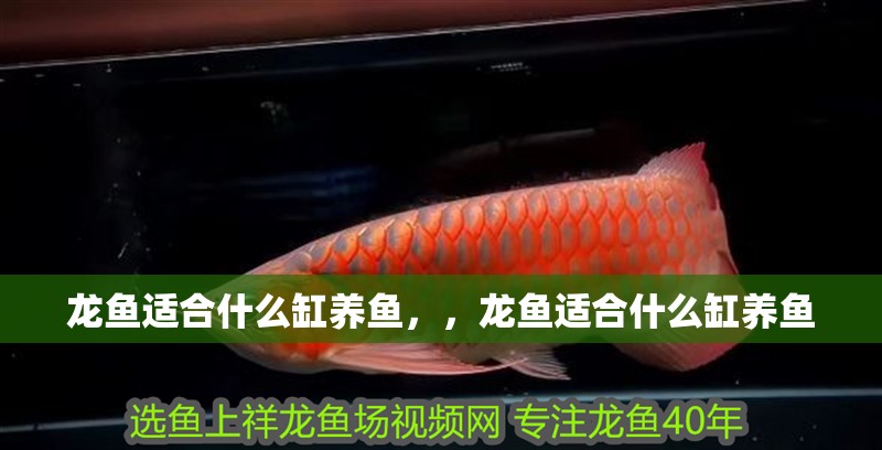 龍魚適合什么缸養魚，，龍魚適合什么缸養魚