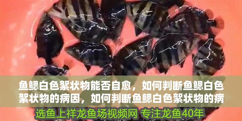 魚鰓白色絮狀物能否自愈，如何判斷魚鰓白色絮狀物的病因，如何判斷魚鰓白色絮狀物的病因？