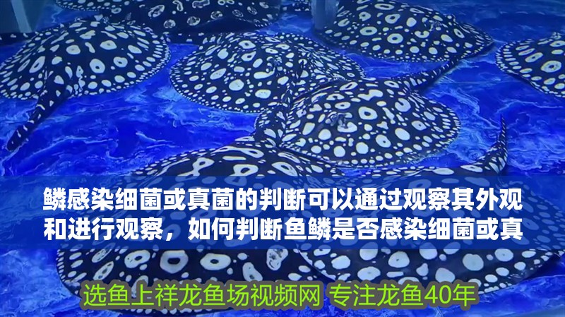 鱗感染細(xì)菌或真菌的判斷可以通過觀察其外觀和進(jìn)行觀察，如何判斷魚鱗是否感染細(xì)菌或真菌