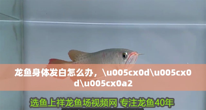 龍魚身體發(fā)白怎么辦，\u005cx0d\u005cx0d\u005cx0a2