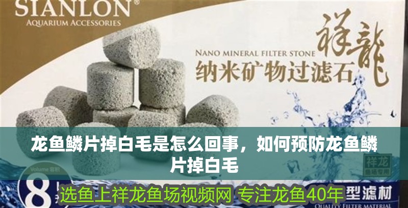 龍魚鱗片掉白毛是怎么回事，如何預防龍魚鱗片掉白毛 龍魚鱗片掉白毛是怎么回事，如何預防龍魚鱗片掉白毛 龍魚百科 第1張