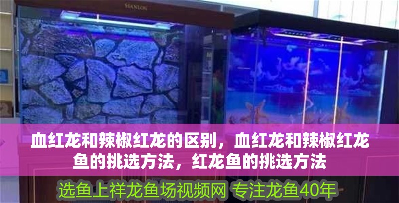血紅龍和辣椒紅龍的區別，血紅龍和辣椒紅龍魚的挑選方法，紅龍魚的挑選方法