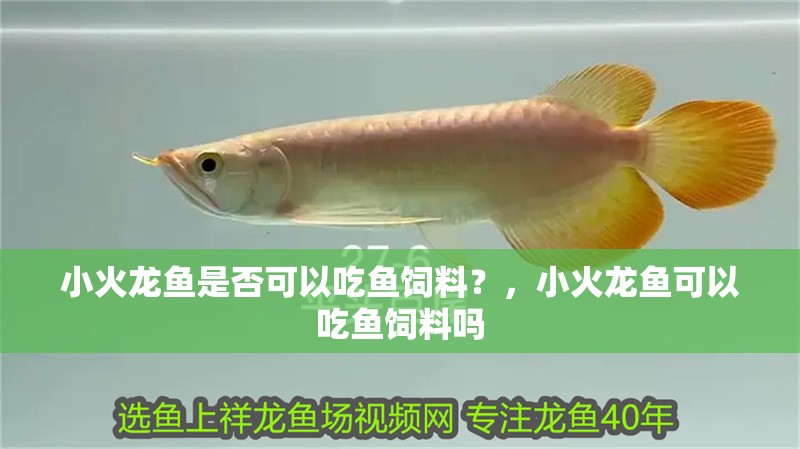 小火龍魚是否可以吃魚飼料？，小火龍魚可以吃魚飼料嗎