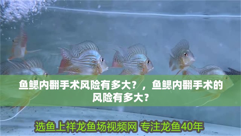 魚鰓內(nèi)翻手術風險有多大？，魚鰓內(nèi)翻手術的風險有多大？