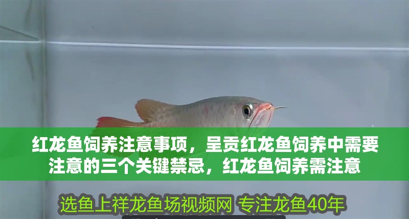 紅龍魚飼養注意事項，呈貢紅龍魚飼養中需要注意的三個關鍵禁忌，紅龍魚飼養需注意