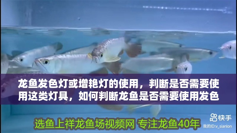 龍魚發色燈或增艷燈的使用，判斷是否需要使用這類燈具，如何判斷龍魚是否需要使用發色燈或增艷燈
