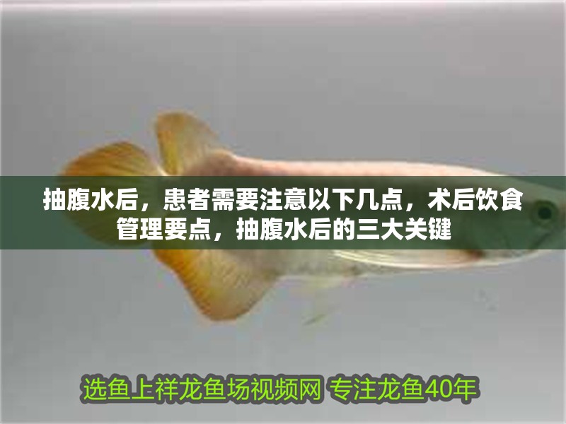 抽腹水后，患者需要注意以下幾點，術后飲食管理要點，抽腹水后的三大關鍵