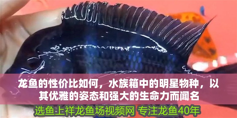龍魚的性價<strong><mark>比如</mark></strong>何，水族箱中的明星物種，以其優雅的姿態和強大的生命力而聞名