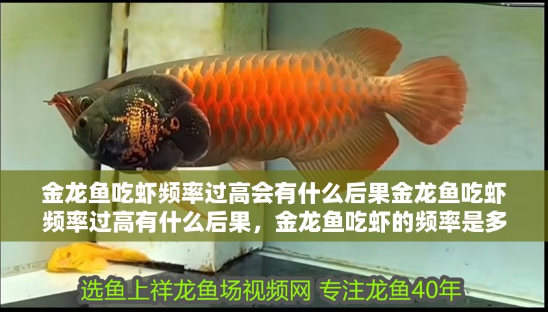 金龍魚吃蝦頻率過高會有什么后果金龍魚吃蝦頻率過高有什么后果，金龍魚吃蝦的頻率是多少