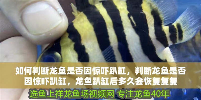 如何判斷龍魚是否因驚嚇趴缸，判斷龍魚是否因驚嚇趴缸，龍魚趴缸后多久會恢復復復