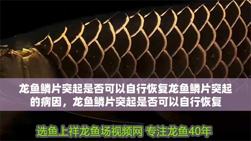 什么魚能和龍魚、虎魚混養(龍魚能和虎魚混養嗎) 龍魚鱗片突起是否可以自行恢復龍魚鱗片突起的病因,龍魚鱗片突起是否可以自行恢復 龍魚百科 龍魚鱗片突起是否可以自行恢復龍魚鱗片突起的病因,龍魚鱗片突起是否可以自行恢復 龍魚鱗片突起是否可以自行恢復龍魚鱗片突起的病因,龍魚鱗片突起是否可以自行恢復 龍魚百科