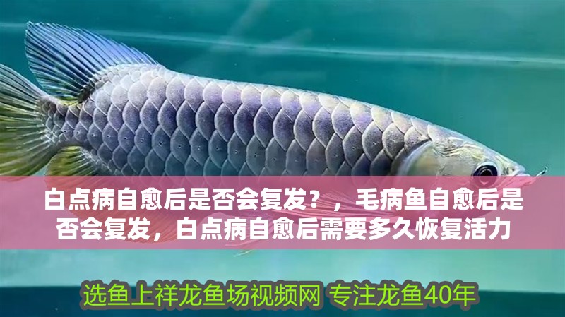 白點病自愈后是否會復發？，毛病魚自愈后是否會復發，白點病自愈后需要多久恢復活力