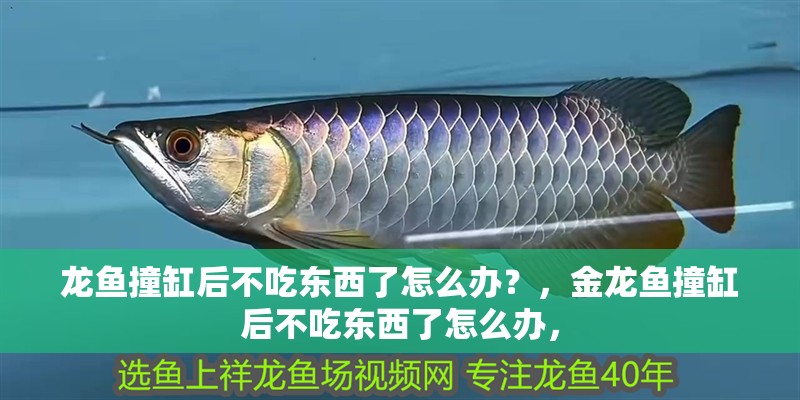 龍魚撞缸后不吃東西了怎么辦？，金龍魚撞缸后不吃東西了怎么辦，