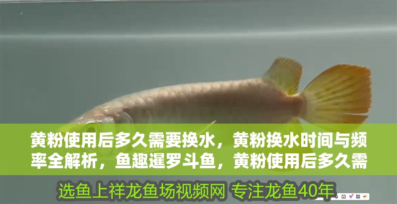 黃粉使用后多久需要換水，黃粉換水時間與頻率全解析，魚趣暹羅斗魚，黃粉使用后多久需要換水？