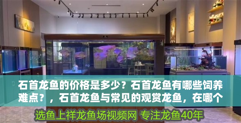 石首龍魚的價(jià)格是多少？石首龍魚有哪些飼養(yǎng)難點(diǎn)？，石首龍魚與常見的觀賞龍魚，在哪個(gè)國家或地區(qū)最常見 石首龍魚的價(jià)格是多少？石首龍魚有哪些飼養(yǎng)難點(diǎn)？，石首龍魚與常見的觀賞龍魚，在哪個(gè)國家或地區(qū)最常見 觀賞魚百科 第13張
