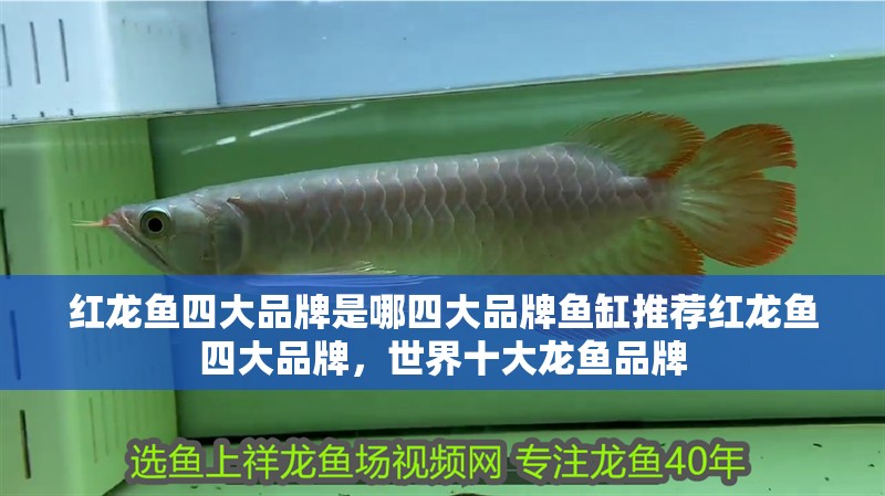 紅龍魚(yú)四大品牌是哪四大品牌魚(yú)缸推薦紅龍魚(yú)四大品牌，世界十大龍魚(yú)品牌