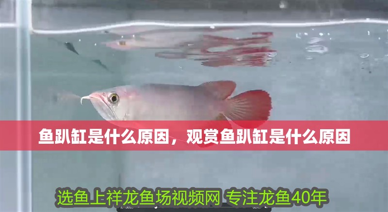 魚趴缸是什么原因，觀賞魚趴缸是什么原因