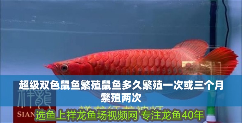 超級雙色鼠魚繁殖鼠魚多久繁殖一次或三個月繁殖兩次