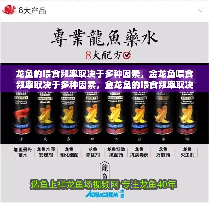 龍魚的喂食頻率取決于多種因素，金龍魚喂食頻率取決于多種因素，金龍魚的喂食頻率取決于多種因素，