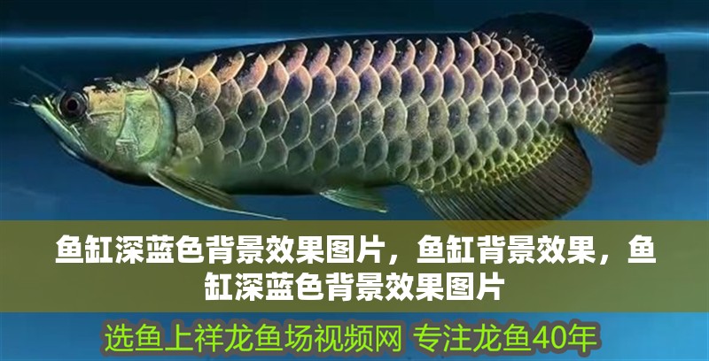 魚缸深藍色背景效果圖片，魚缸背景效果，魚缸深藍色背景效果圖片 魚缸深藍色背景效果圖片，魚缸背景效果，魚缸深藍色背景效果圖片 觀賞魚百科 第2張