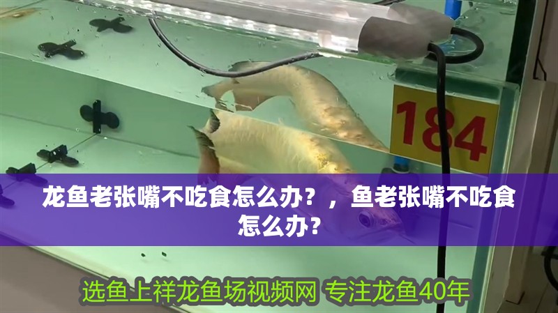龍魚老張嘴不吃食怎么辦？，魚老張嘴不吃食怎么辦？