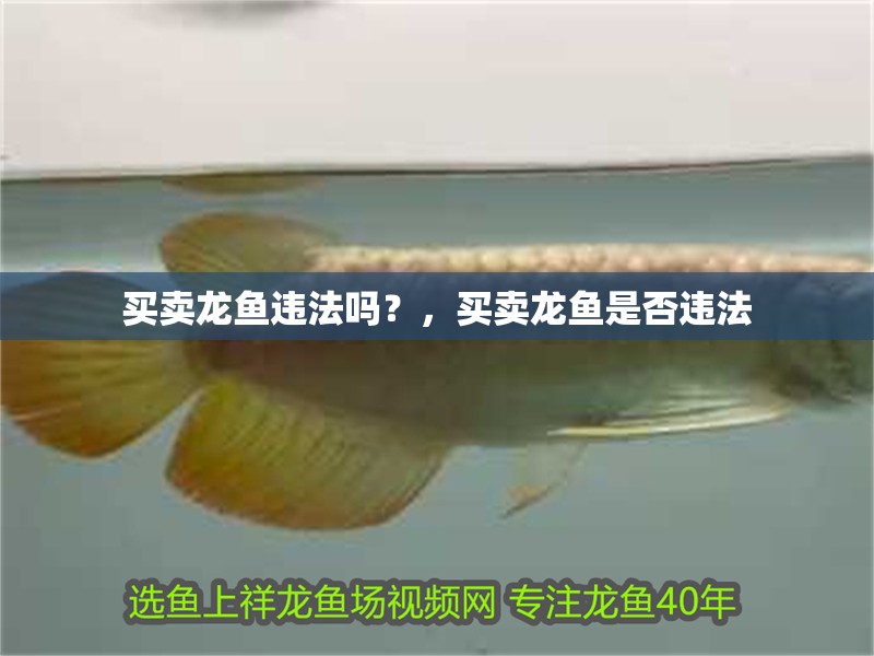 買賣龍魚違法嗎？，買賣龍魚是否違法