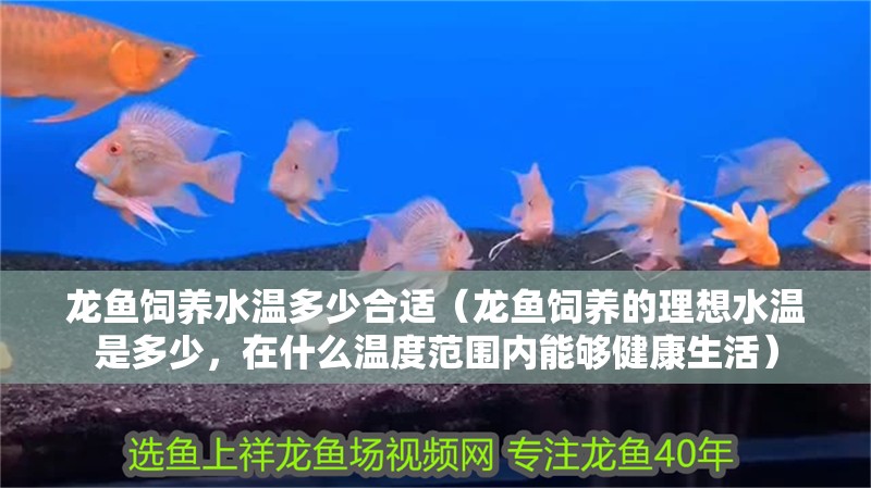 龍魚飼養水溫多少合適（龍魚飼養的理想水溫是多少，在什么溫度范圍內能夠健康生活）