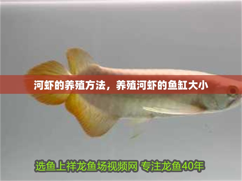 河蝦的養殖方法，養殖河蝦的魚缸大小