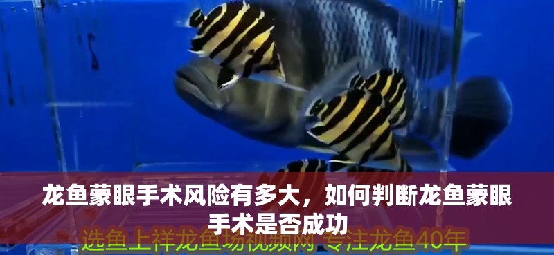 龍魚蒙眼手術(shù)風(fēng)險有多大，如何判斷龍魚蒙眼手術(shù)是否成功