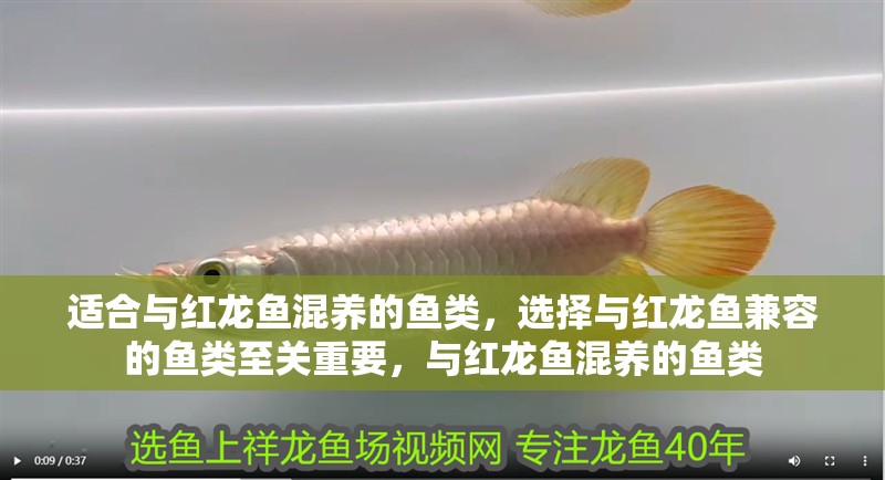 適合與紅龍魚混養的魚類，選擇與紅龍魚兼容的魚類至關重要，與紅龍魚混養的魚類
