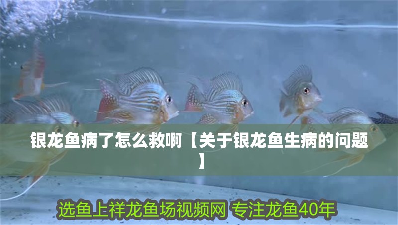 銀龍魚病了怎么救啊【關(guān)于銀龍魚生病的問題】