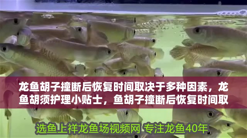 龍魚胡子撞斷后恢復(fù)時間取決于多種因素，龍魚胡須護理小貼士，魚胡子撞斷后恢復(fù)時間取決于多種因素，龍魚胡須護理小貼士