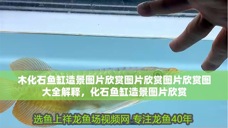 木化石魚缸造景圖片欣賞圖片欣賞圖片欣賞圖大全解釋，化石魚缸造景圖片欣賞