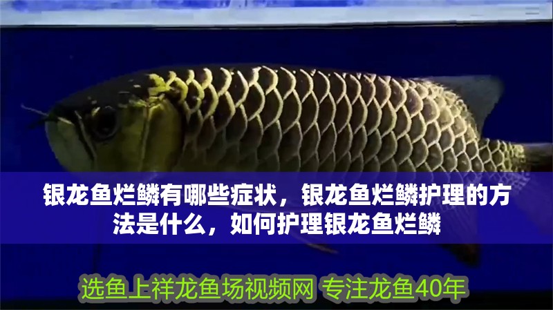 銀龍魚爛鱗有哪些癥狀，銀龍魚爛鱗護理的方法是什么，如何護理銀龍魚爛鱗