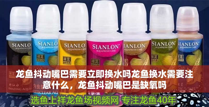 龍魚抖動嘴巴需要立即換水嗎龍魚換水需要注意什么，龍魚抖動嘴巴是缺氧嗎 龍魚抖動嘴巴需要立即換水嗎龍魚換水需要注意什么，龍魚抖動嘴巴是缺氧嗎 龍魚百科 第3張