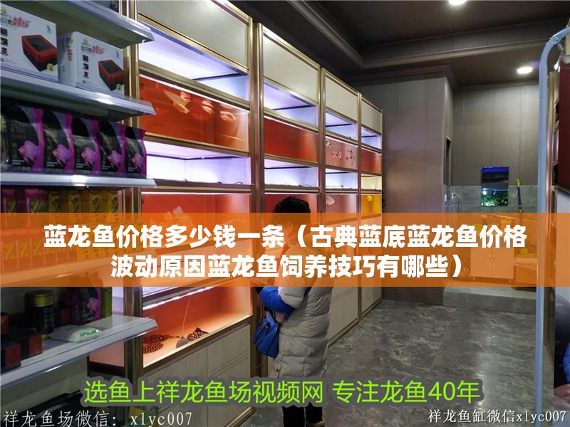 藍龍魚價格多少錢一條（古典藍底藍龍魚價格波動原因藍龍魚飼養技巧有哪些）