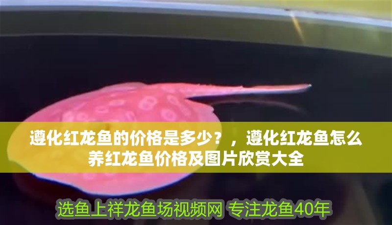 遵化紅龍魚的價格是多少？，遵化紅龍魚怎么養(yǎng)紅龍魚價格及圖片欣賞大全